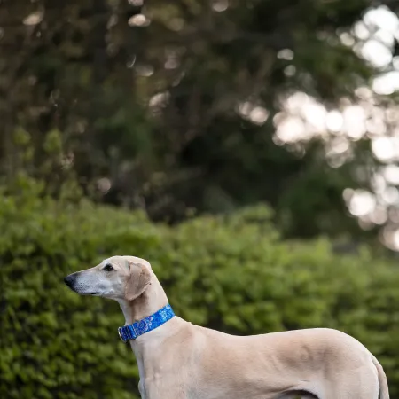 Obroża półzaciskowa ozdobna dla psa Bali Ocean 5 cm – ekskluzywna, niebieska obroża żakardowa z połyskiem